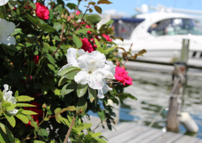 flowers by the water